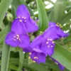 Tradescantia - Le pot de 3 litres