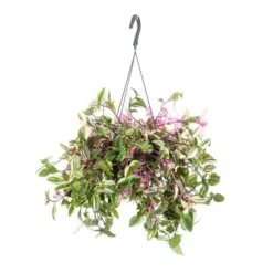 Tradescantia Quadricolor suspension. Le pot Ø 18 cm