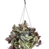 Tradescantia zebrina (Misère) violet. Le pot Ø 18 cm