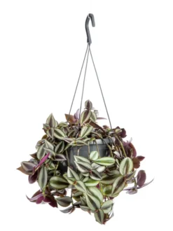 Tradescantia zebrina (Misère) violet. Le pot Ø 18 cm