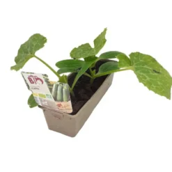 Trio de plants potagers de courgettes Bio - La motte de 7 x 7 cm