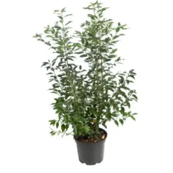 Troène du Japon vert. Le pot de 3 litres