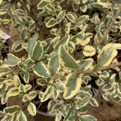 Troène panaché (Ligustrum Ibota Musli). Le pot de 75 litres