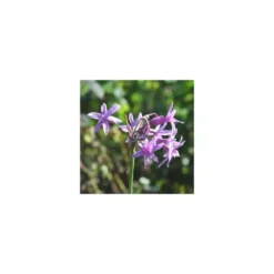 Tulbaghia Violacea - Le pot de 1 litre