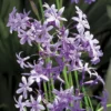 Tulbaghie violette pot de 3 litres