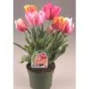 Tulipe Arlequin - Le pot de 3 litres