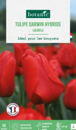 Tulipe darwin hybride lalibela botanic® - 10 bulbes