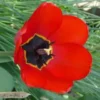 Tulipe - Le pot de 10,5 cm