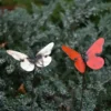 Tuteur métal papillon blanc ou bleu ou rouge