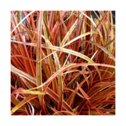Uncinia Rubra rouge en pot de 2 L
