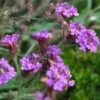 Verbena Venosa - Le pot de 3 litres