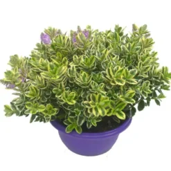 Veronique - Le pot de 25 cm