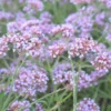 Verveine bonariensis lollipop rose en pot de 2 L