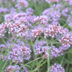Verveine bonariensis lollipop rose en pot de 2 L