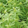 Verveine Citronnelle Bio. Le pot de 9x9 cm
