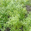 Verveine Citronnelle Bio. Le pot de 10,5 cm