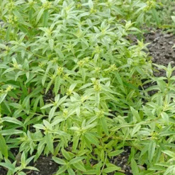 Verveine Citronnelle Bio. Le pot de 10,5 cm