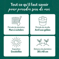 Verveine Citronnelle Bio. Le pot de 1 litre