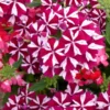 Verveine retombante - Le pot de 15 cm