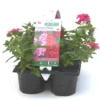 Verveine retombante rouge - Le pack de 6 plants