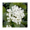 Viburnum tinus giganteum coloris blanc. Le pot de 7 litres