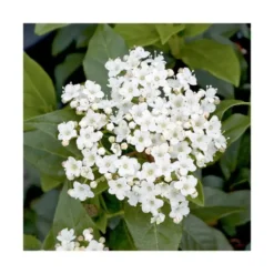 Viburnum tinus giganteum coloris blanc. Le pot de 7 litres