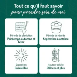 Vigne Danlas. Le pot de 2 litres