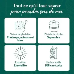 Vigne Dattier De Beyrouth. Le pot de 2 litres