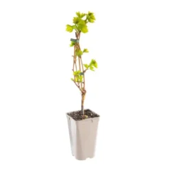 Vigne Italia. Le pot de 2 litres