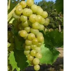 Vigne Muscat Blanc 'Birstaler Muskat'. Le pot de 5 litres