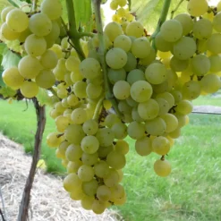 Vigne Muscat Blanc Bristaler Bio. Le pot de 5 litres