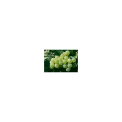 Vigne Muscat De Hambourg. Le pot de 2 litres