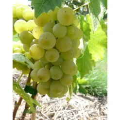 Vigne Serval Blanc. Le pot de 5 litres