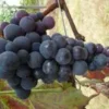 Vigne Venus. Le pot de 5 litres