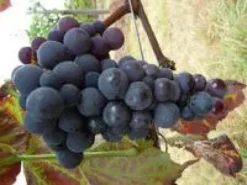 Vigne Venus. Le pot de 5 litres