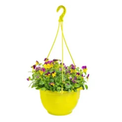 Viola Cornuta. La suspension de 27 cm