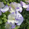 Viola Ultima - Le pot de 9 x 9 cm