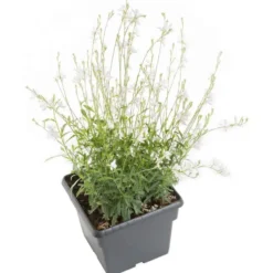 Vivaces Variées - Le pot de 7,5 litres