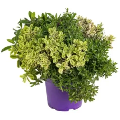 Véronique Mélange Quatro - Le pot de 1 litre