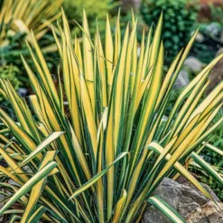 Yucca 'Golden Sword' - Le pot de 4 litres
