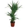 Yucca. Le pot de 11 cm