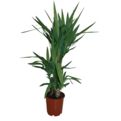 Yucca. Le pot de 11 cm