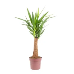 Yucca Maya vert. Ø 21 cm x H 90 cm