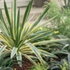 Yucca Panaché 'Variegata' - Le pot de 4 litres