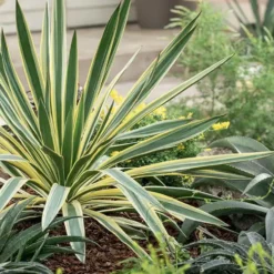 Yucca Panaché 'Variegata' - Le pot de 4 litres