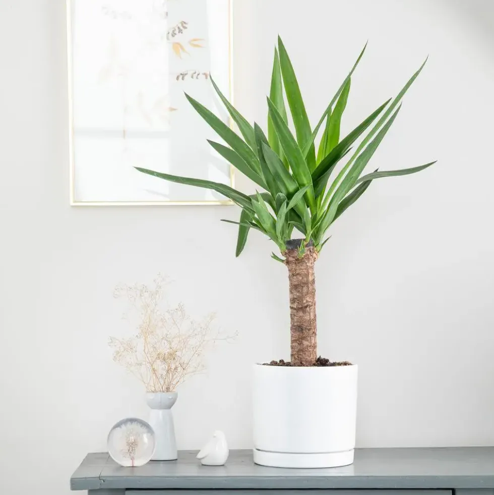 Yucca vert en pot blanc émaillé botanic®. Le pot Ø 18 cm