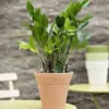 Zamioculcas pot Ø24 cm