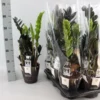Zamioculcas Raven. Le pot de Ø 17 x H 60 cm