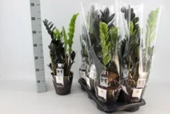 Zamioculcas Raven. Le pot de Ø 17 x H 60 cm