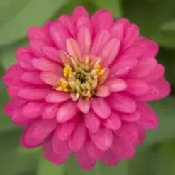 Zinnia à grandes fleurs - Le pot de 10.5 cm